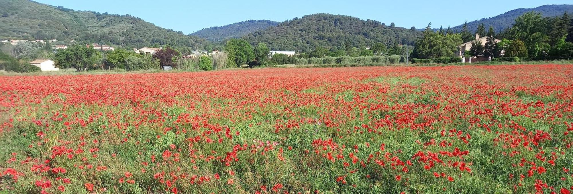 Dauphin Gite La Mosaique מראה חיצוני תמונה